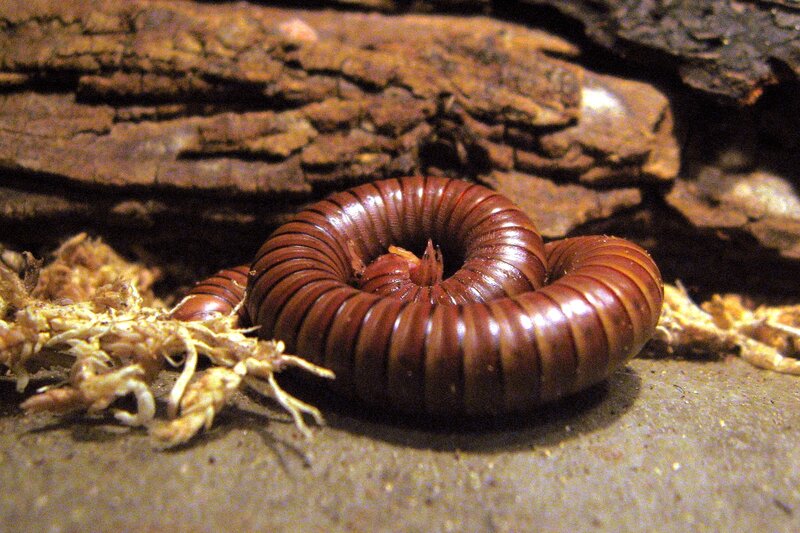 coiled millipede on wood