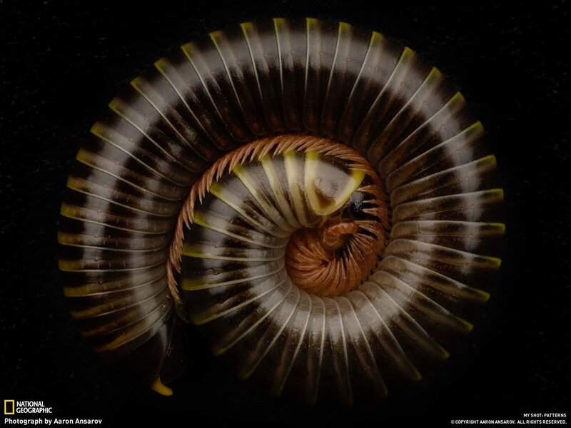 Coiled Millipede