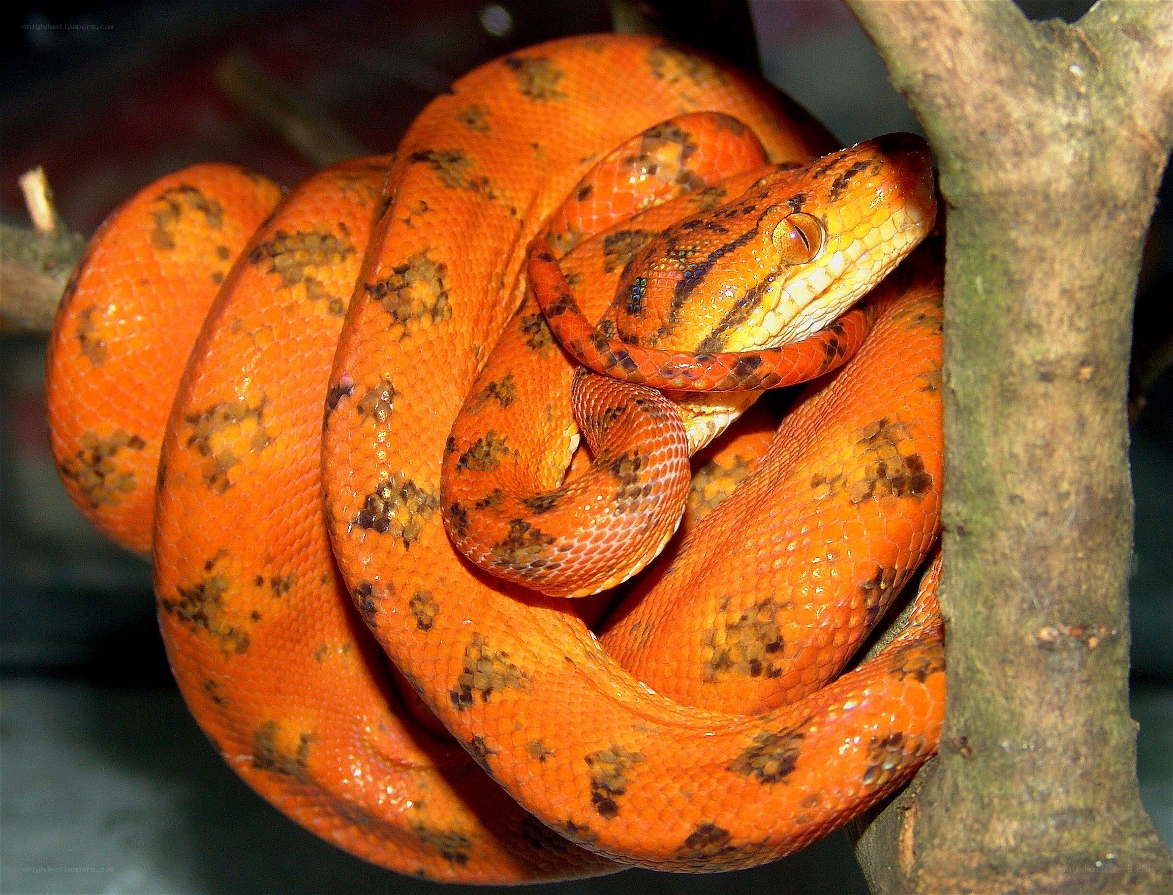 coiled orange snake on branch