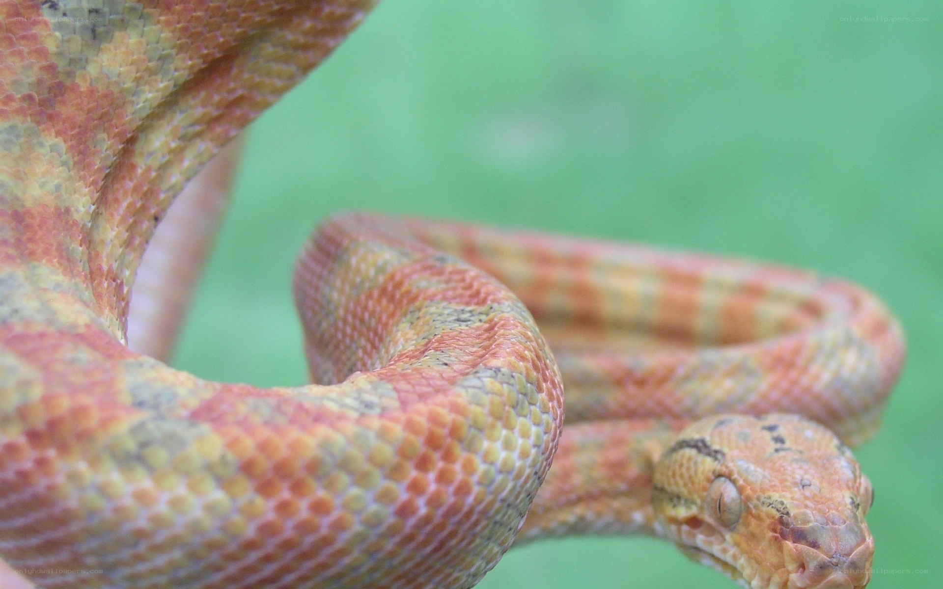 coiled orange snake