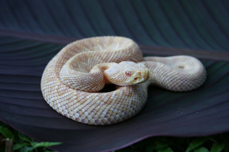 Coiled Pale Rattlesnake