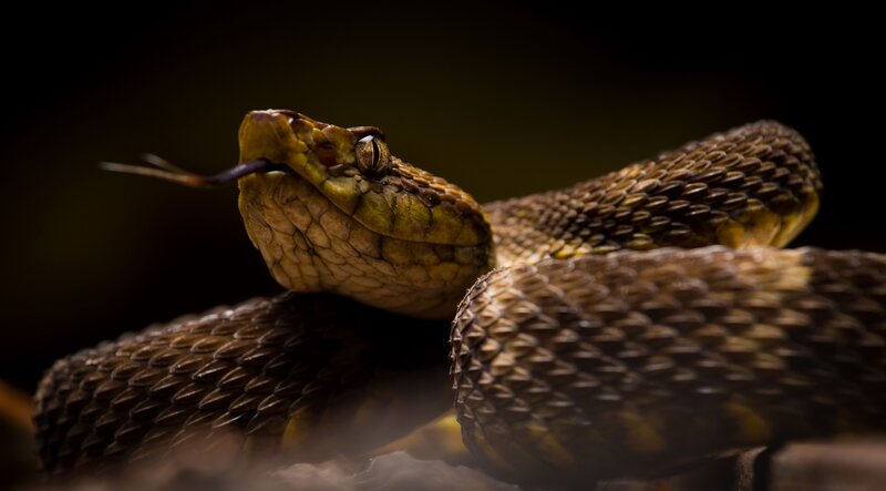 Coiled Pit Viper — Brown, Dramatic