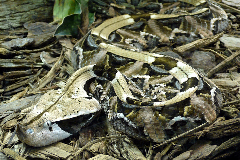 Coiled Pit Viper — Brown, Natural