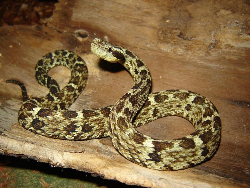 Coiled Pit Viper — Brown