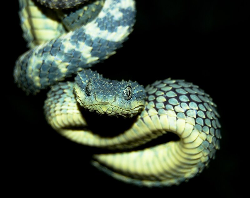 Coiled Pit Viper — Green