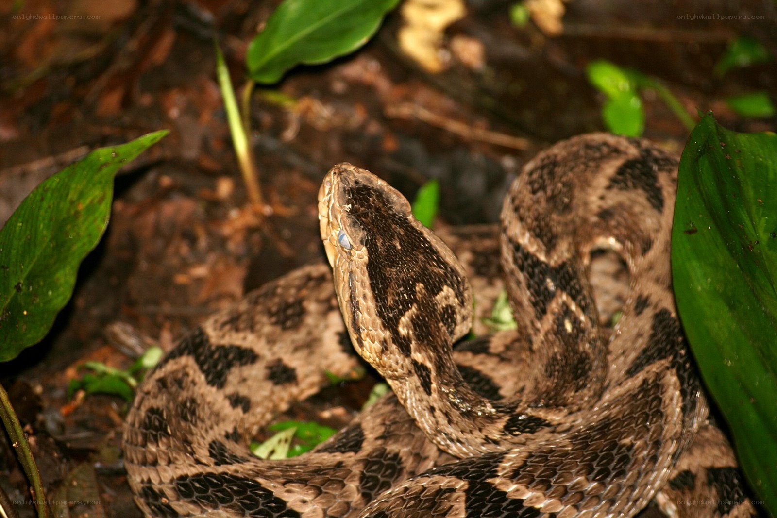 coiled pit viper in forest