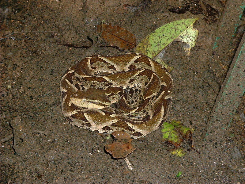 coiled pit viper on forest floor