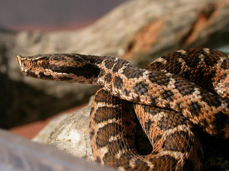 coiled pit viper on rock