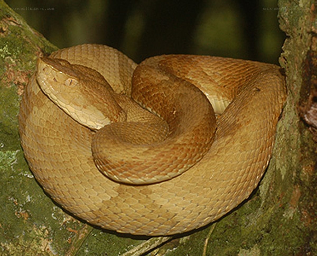 coiled pit viper on tree