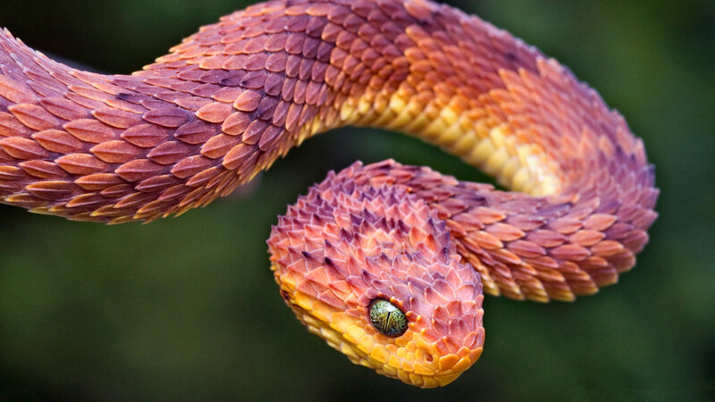 Coiled Pit Viper — Orange