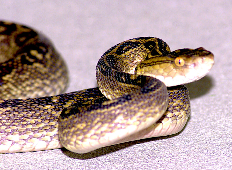coiled pit viper snake