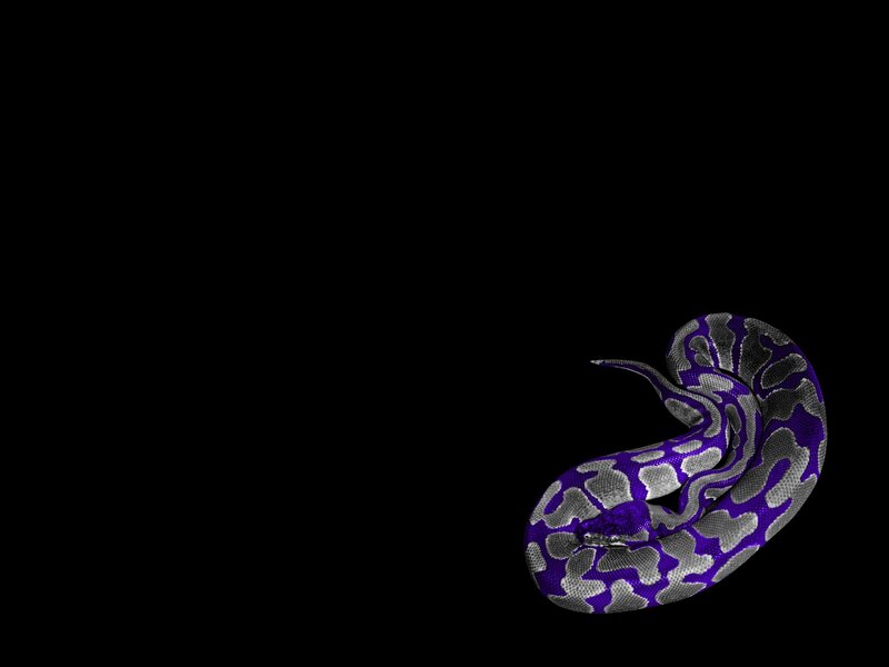 Coiled Purple Snake — Dark
