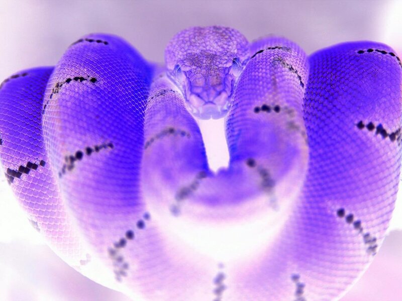 coiled purple snake