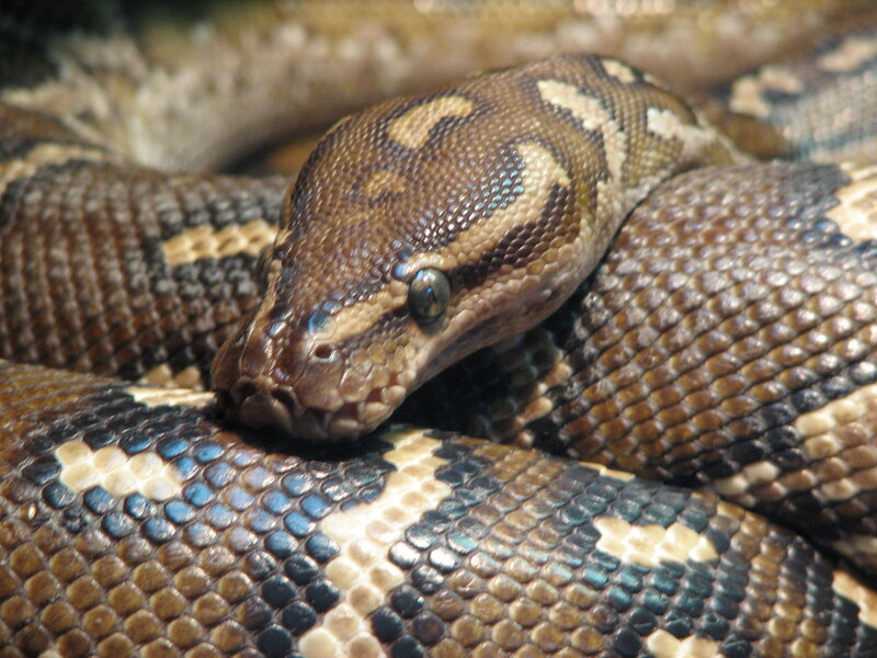 coiled python snake
