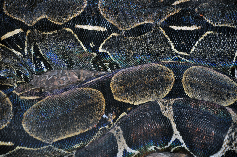 Coiled Python Snake — Black
