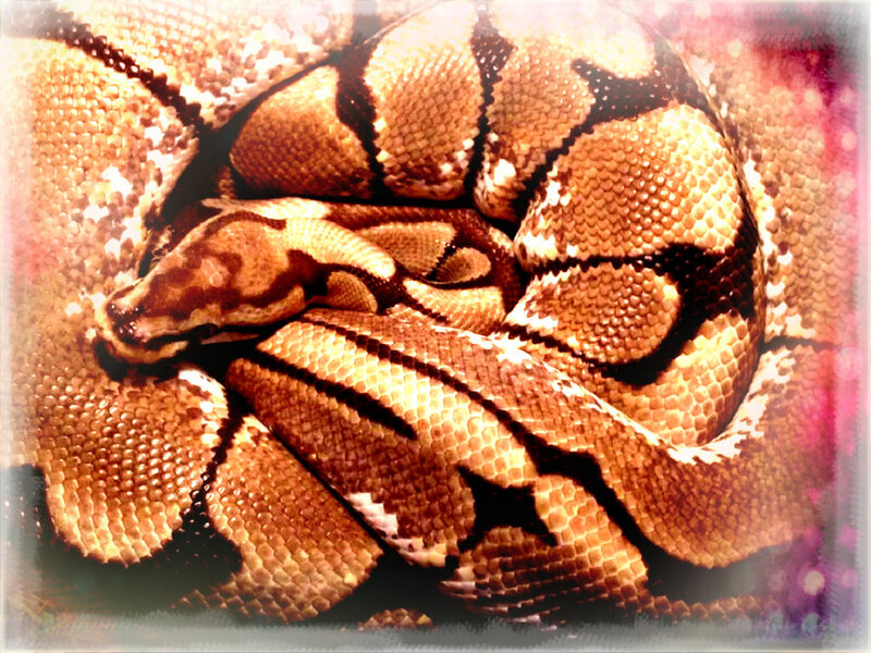Coiled Python Snake — Brown, Calm