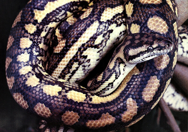 Coiled Python Snake — Brown, Neutral, Photograph