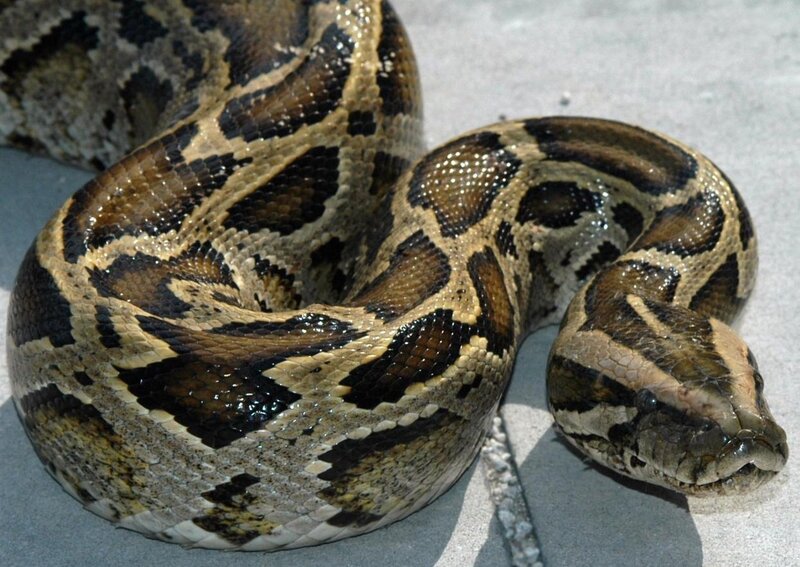 Coiled Python Snake — Brown, Neutral