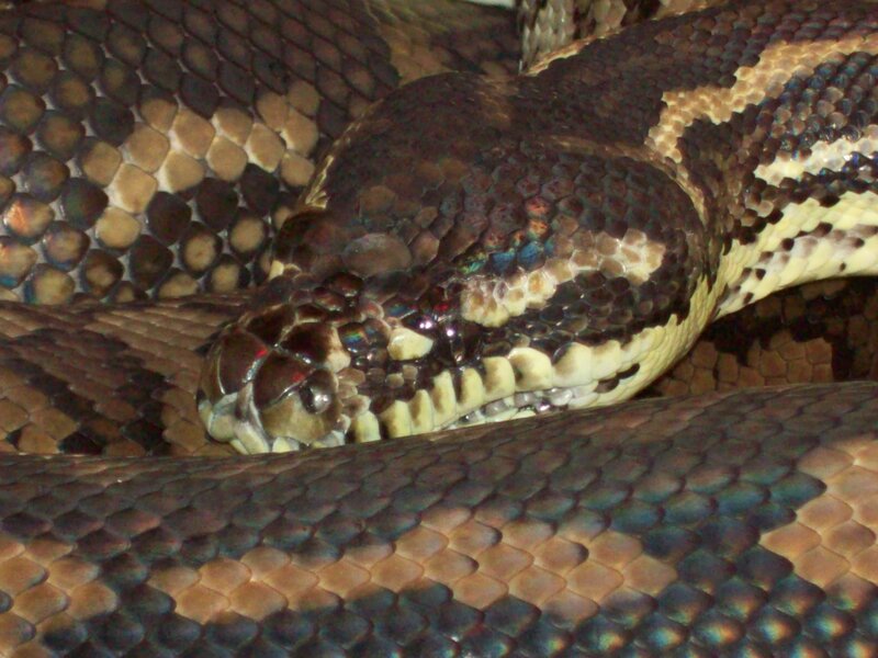 Coiled Python Snake — Brown