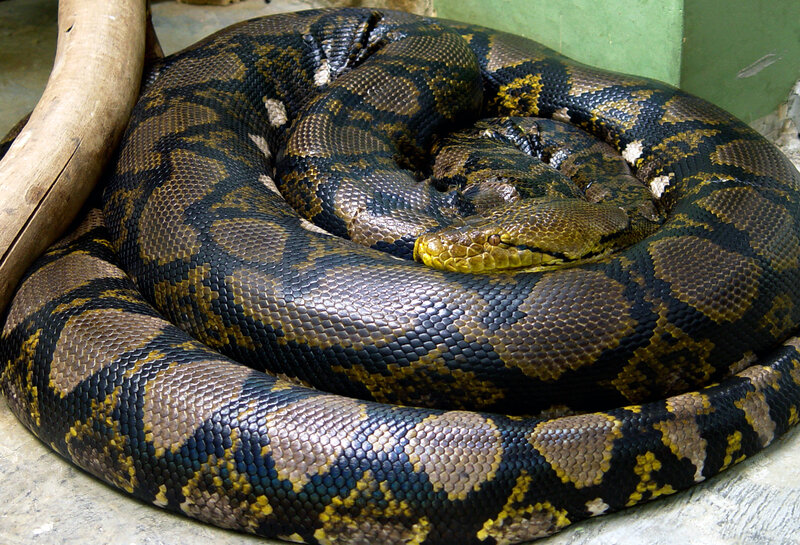 coiled python snake