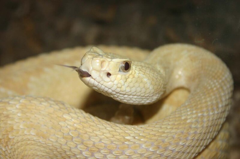 Coiled Rattlesnake — Beige