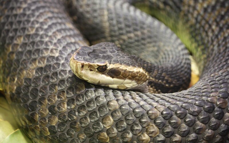 Coiled Rattlesnake — Black