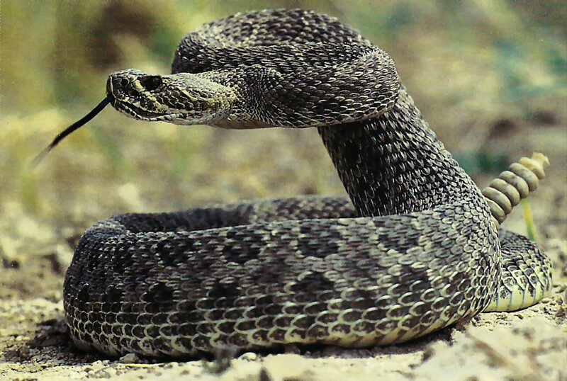 Coiled Rattlesnake — Brown, Alert, Afternoon, Photograph