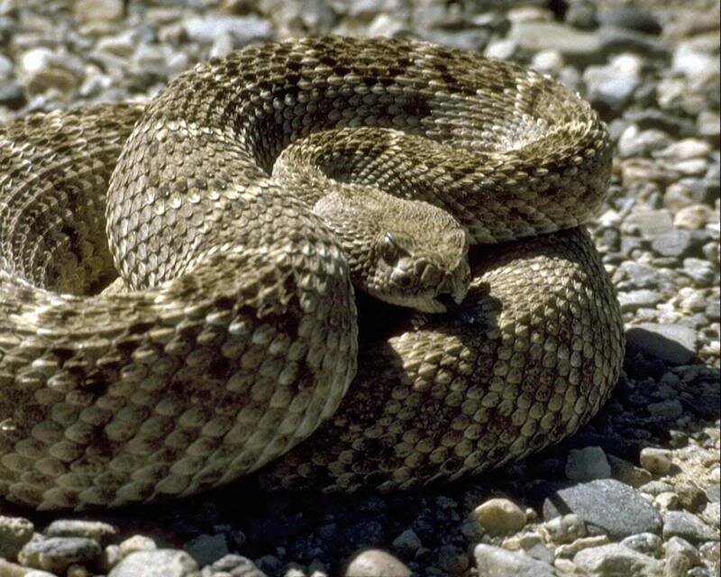 Coiled Rattlesnake — Brown, Alert, Afternoon