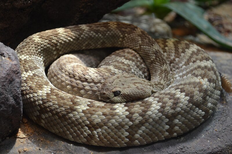 Coiled Rattlesnake — Brown, Alert, Photograph, Rocks