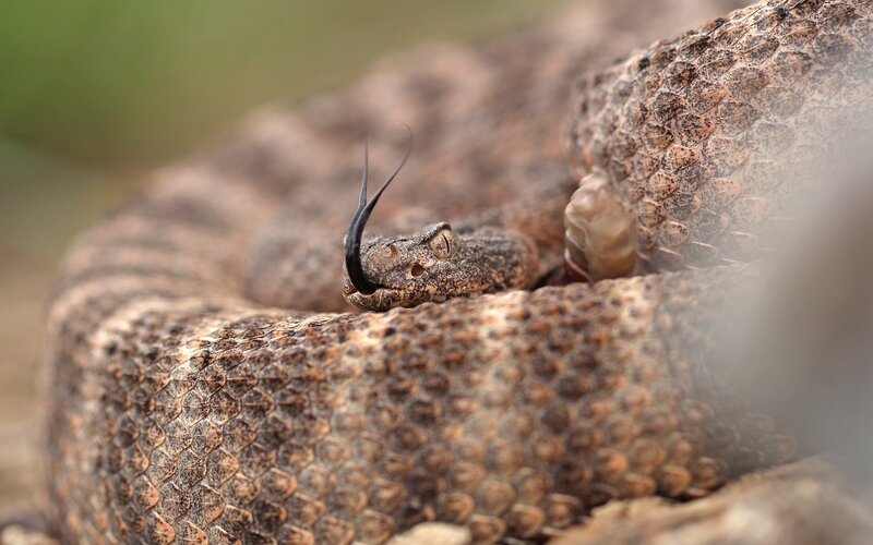 Coiled Rattlesnake — Brown, Alert, Photograph, Snake, Rattle