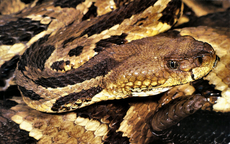 Coiled Rattlesnake — Brown, Alert, Photograph, Snake, Scales