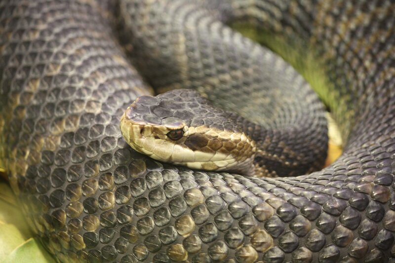 Coiled Rattlesnake — Brown, Alert, Photograph, Snake