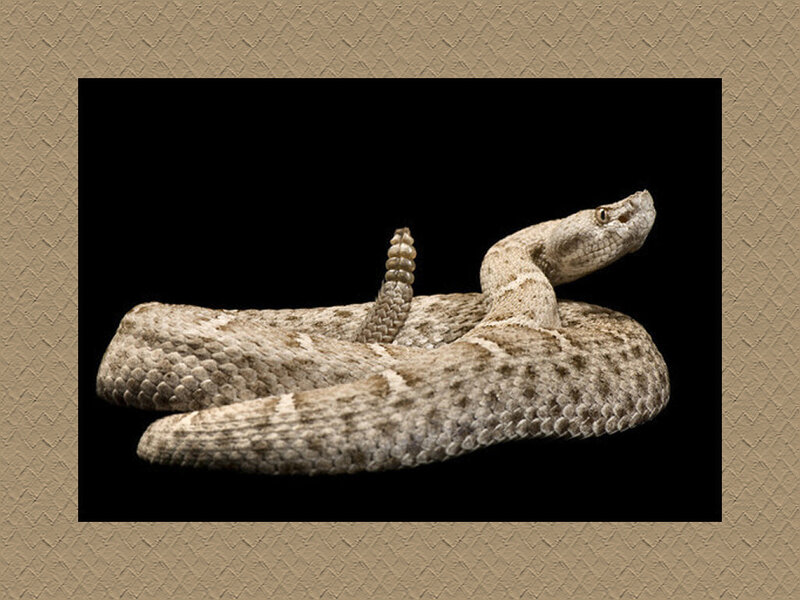 Coiled Rattlesnake — Brown, Alert, Photograph