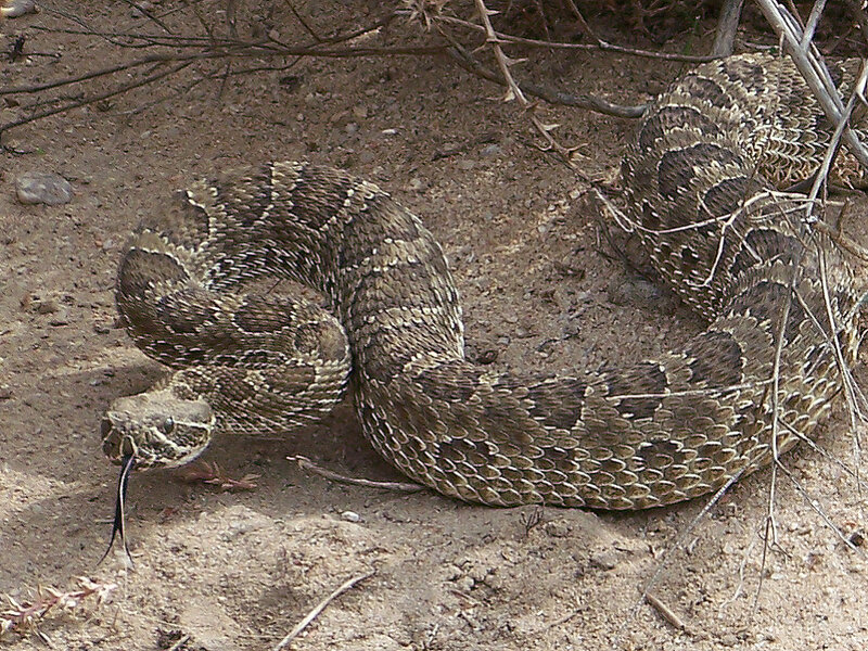 Coiled Rattlesnake — Brown, Alert