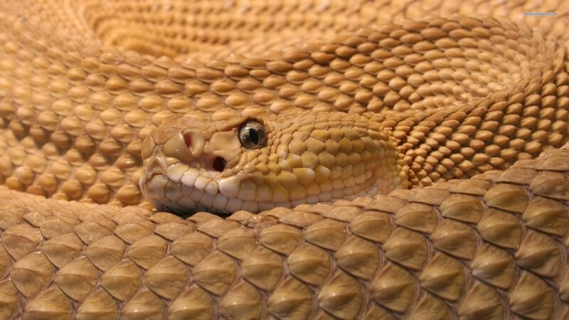 Coiled Rattlesnake — Brown, Calm, Photograph