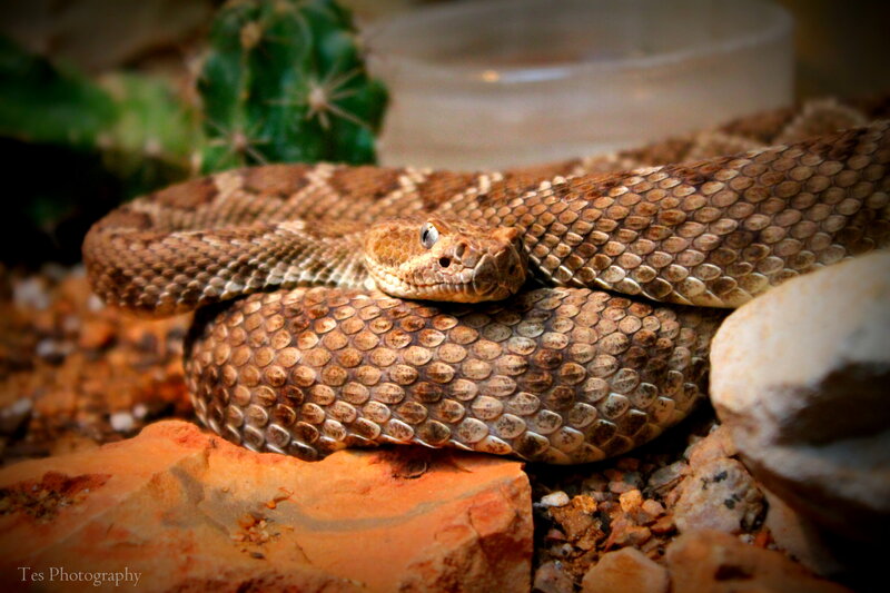 Coiled Rattlesnake — Brown, Calm