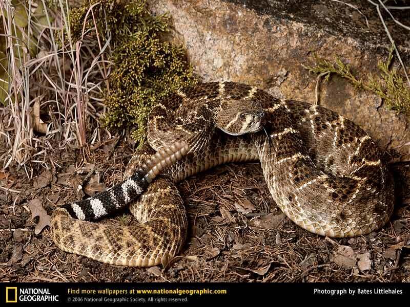 Coiled Rattlesnake — Brown, Natural, Photograph, Rock