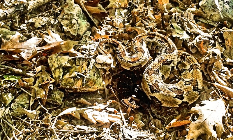Coiled Rattlesnake — Brown, Natural