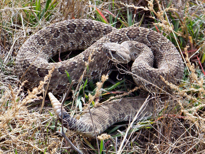 Coiled Rattlesnake — Brown