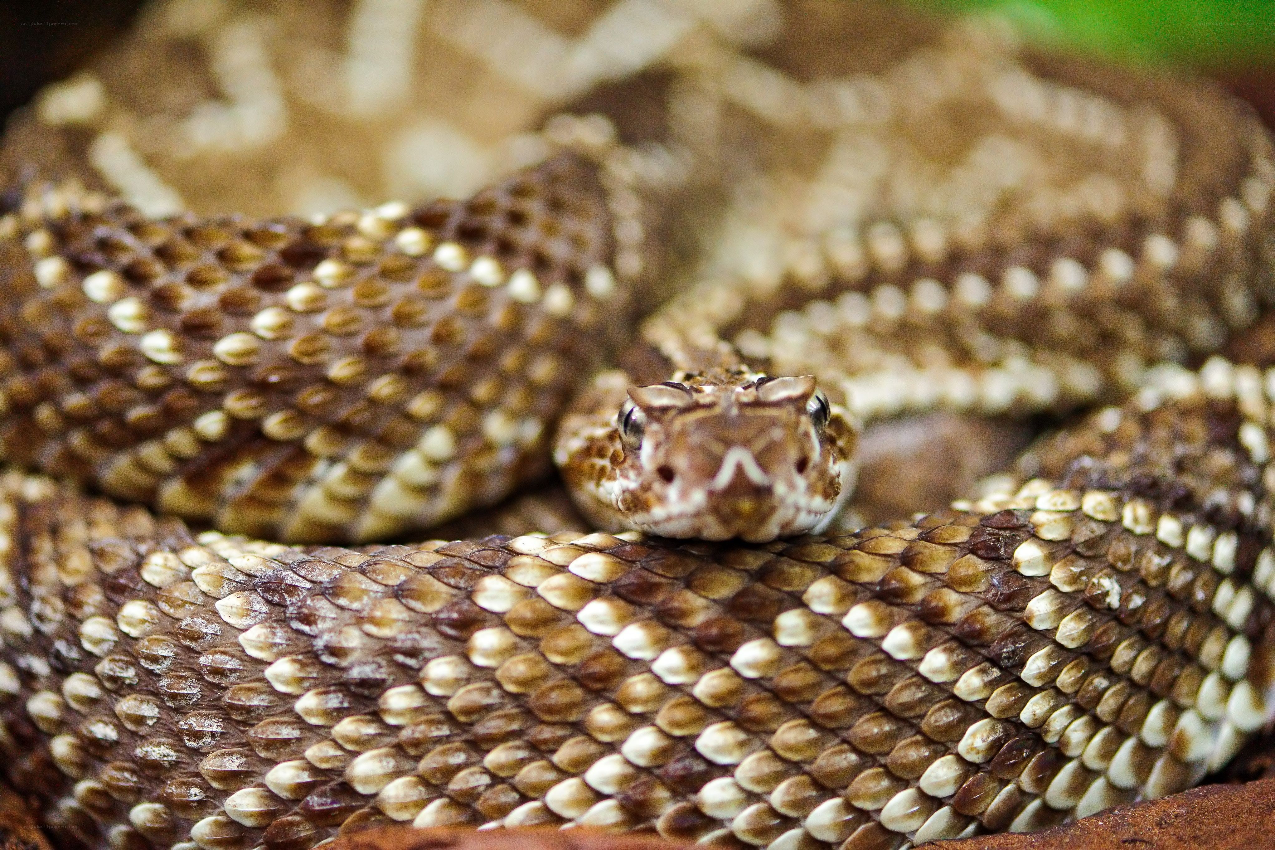 coiled rattlesnake close-up