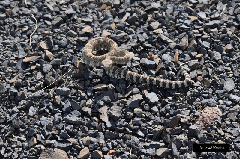 Coiled Rattlesnake — Gray