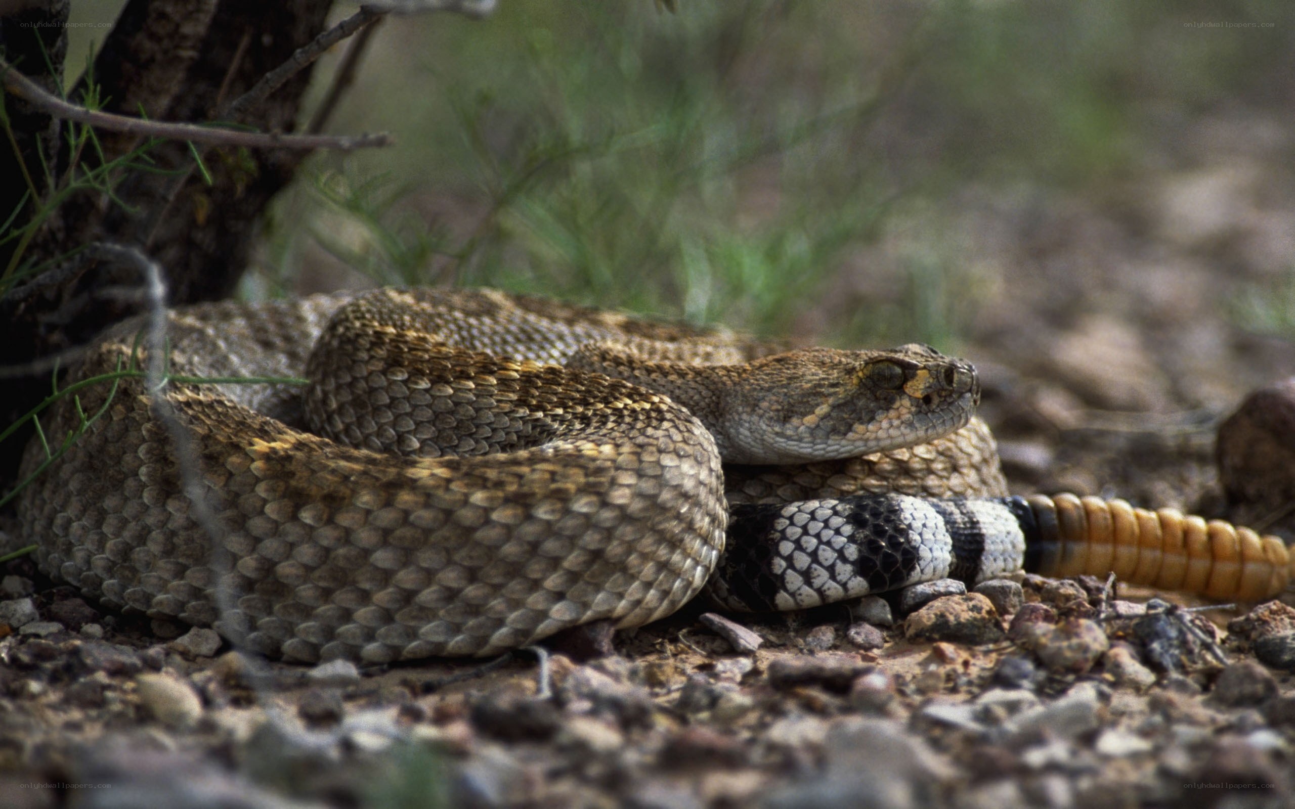 coiled rattlesnake in desert