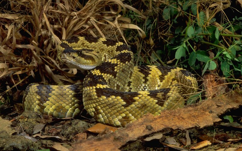 coiled rattlesnake in foliage