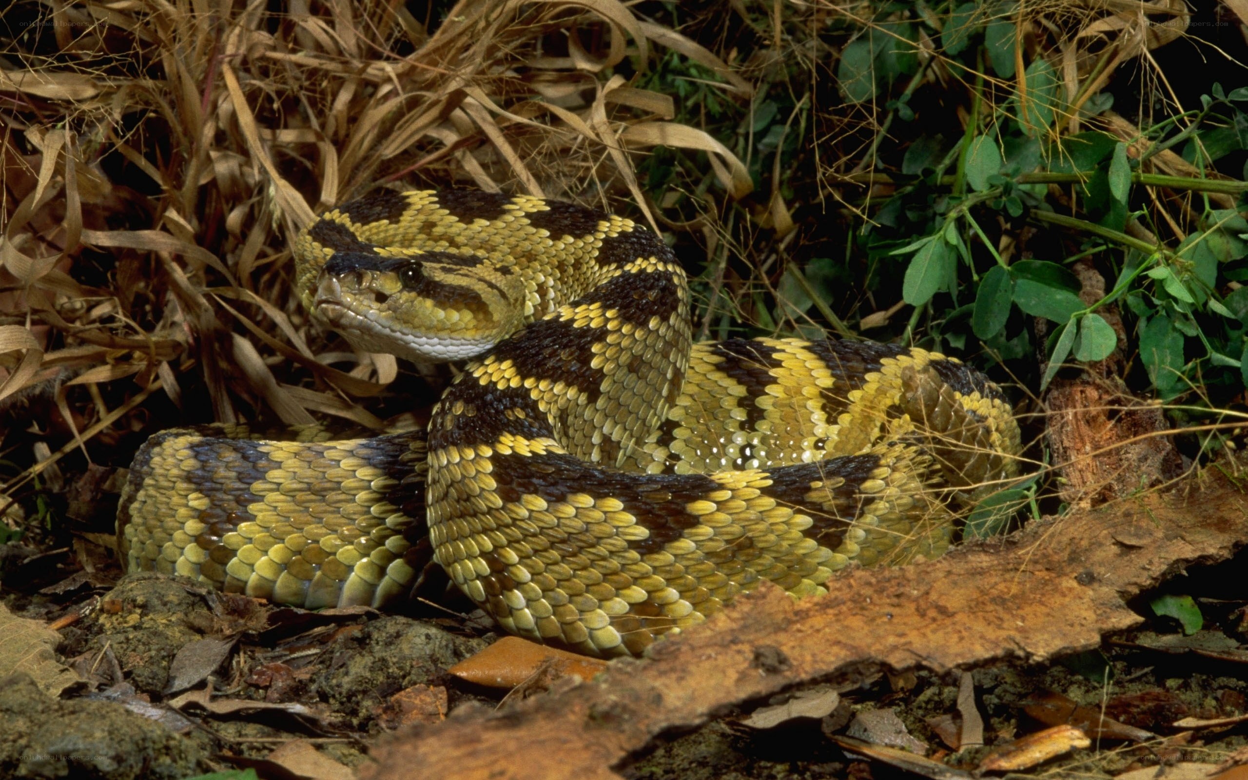 coiled rattlesnake in foliage
