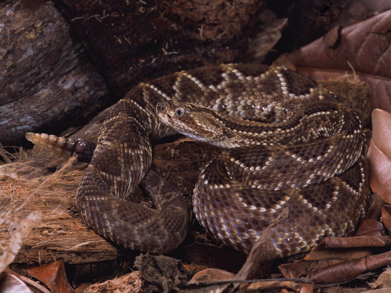 coiled rattlesnake in forest