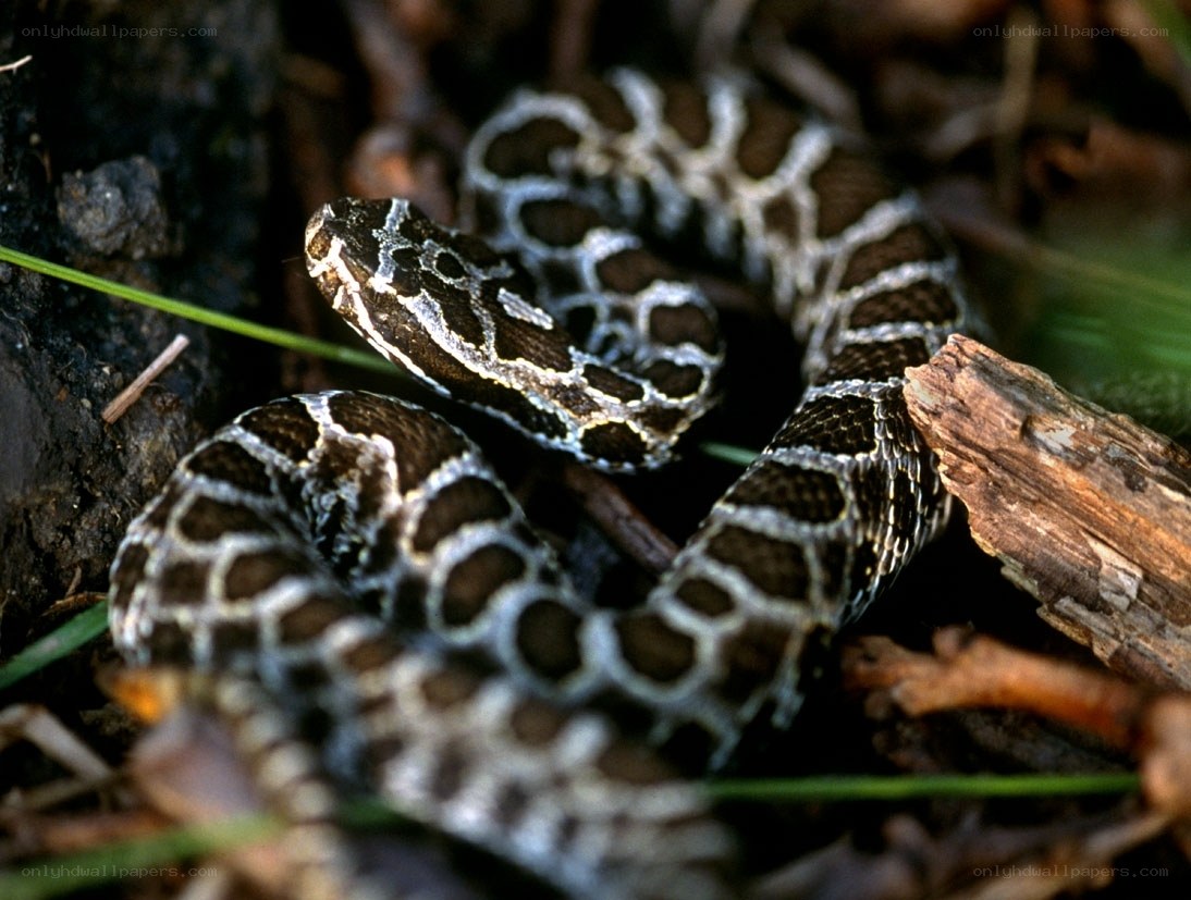 coiled rattlesnake in forest