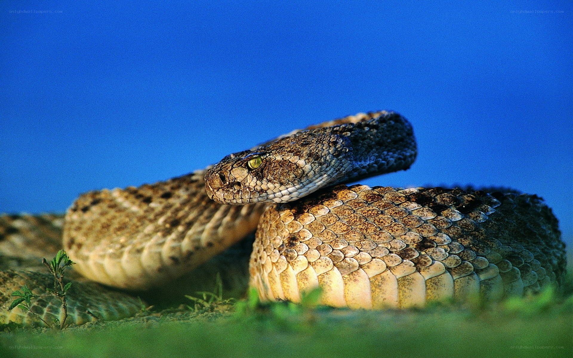 coiled rattlesnake in grass
