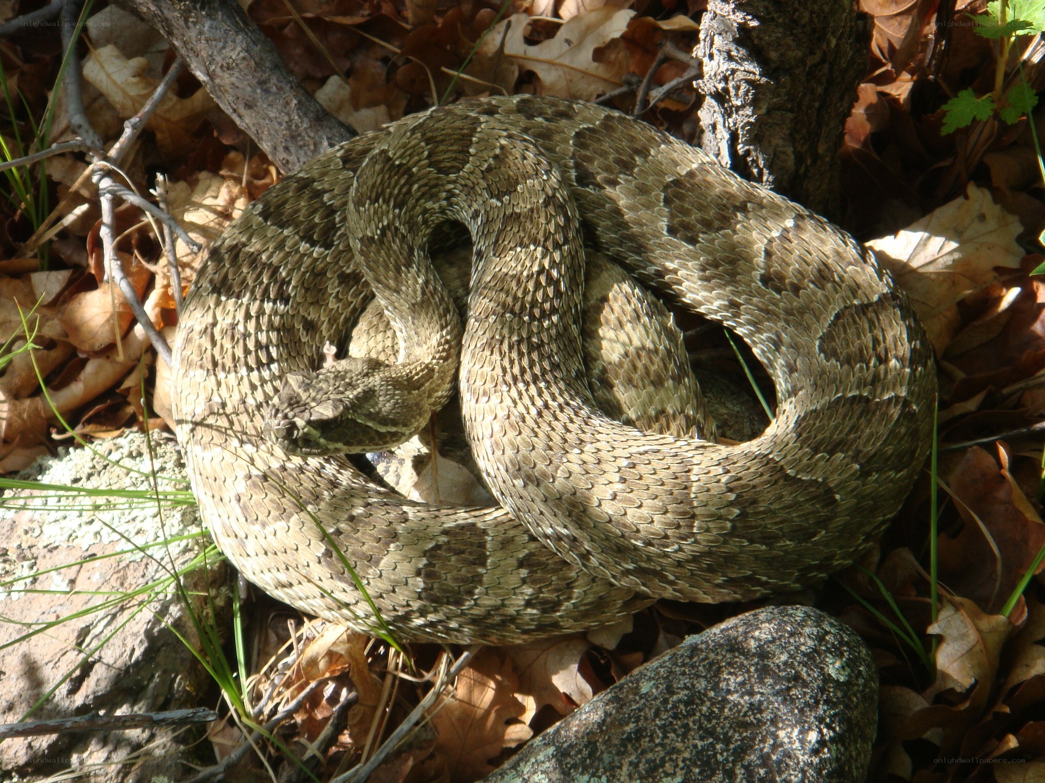 coiled rattlesnake in leaves