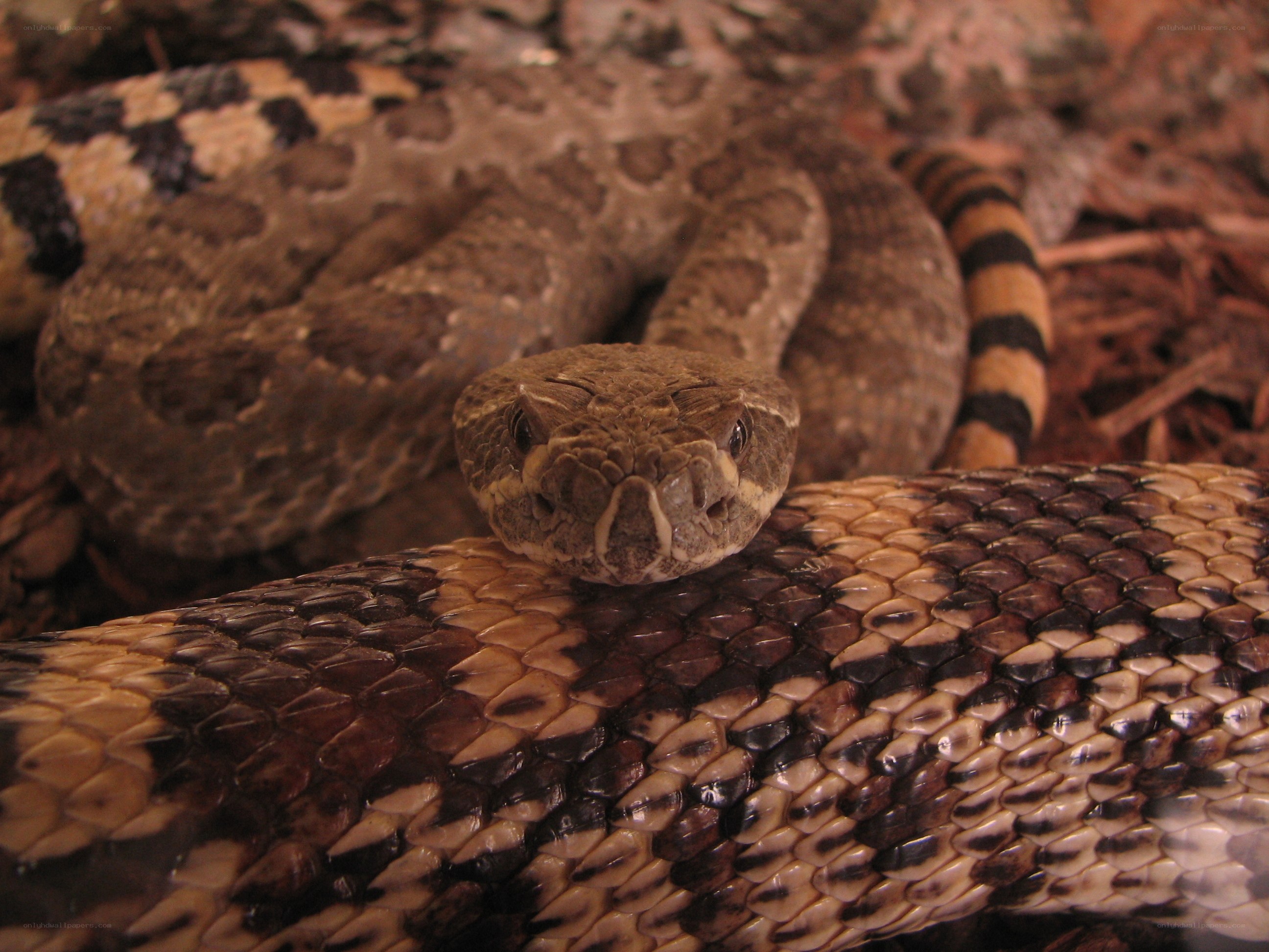 coiled rattlesnake in natural setting