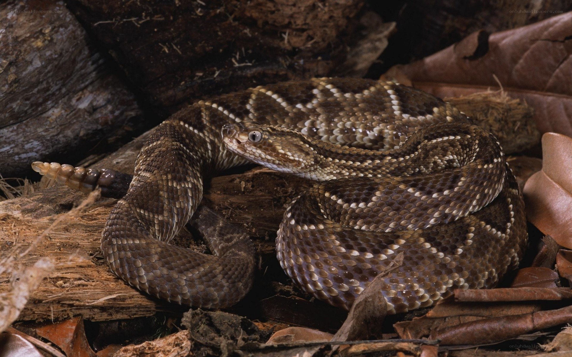 coiled rattlesnake on forest floor